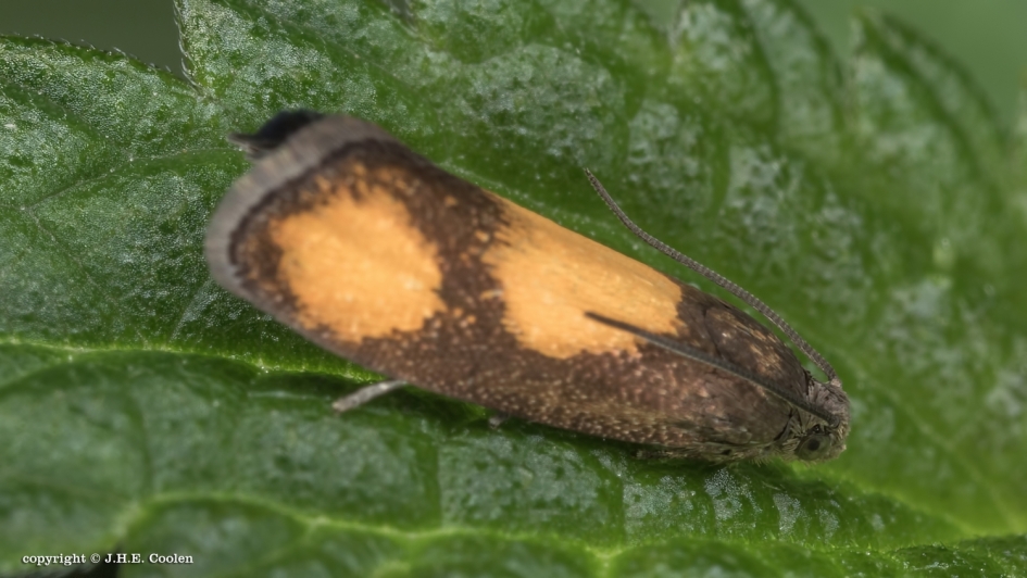 Oranje dwergbladroller - Geleedpotigen - Oranje dwergbladroller