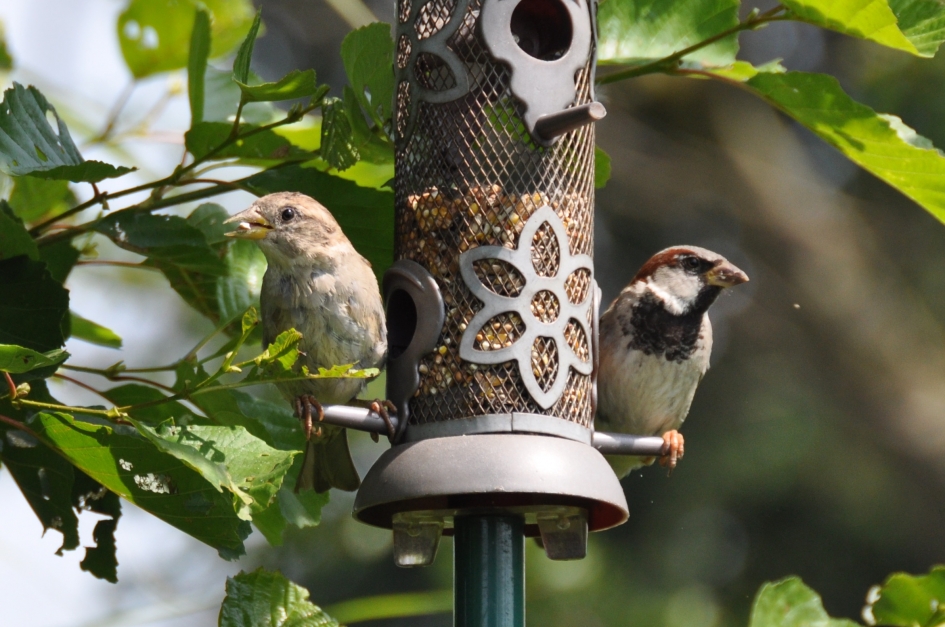 Oud en jong - Vogels - Musjes