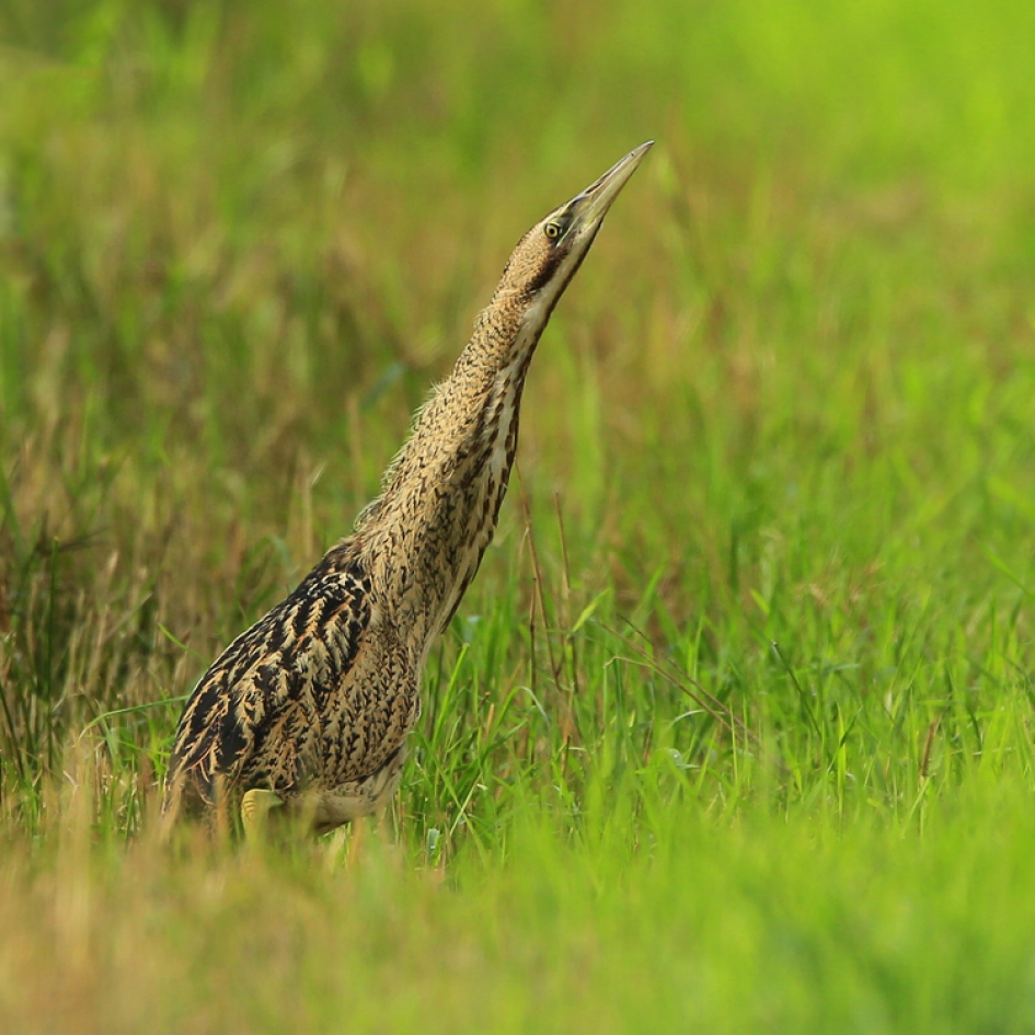 Paal - Vogels - Roerdomp