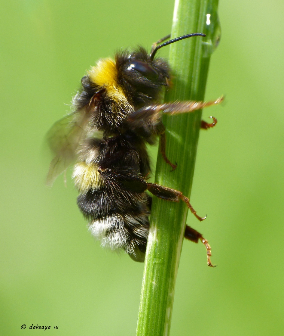 Paalklimmen - Geleedpotigen - Hommel