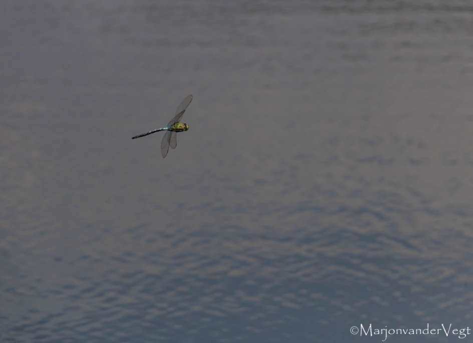 Paardenbijter - Geleedpotigen - Paardenbijter