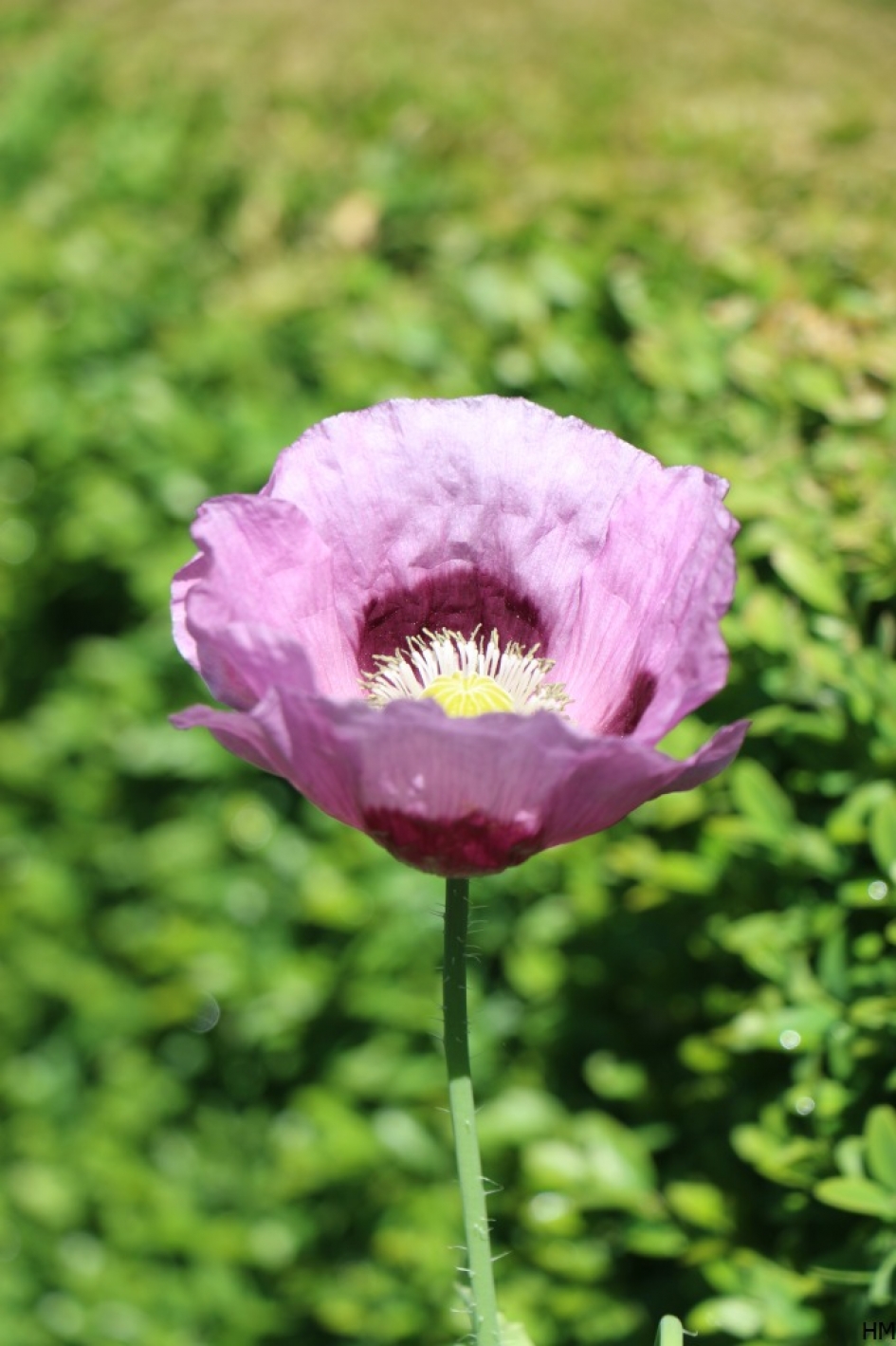 Papaver - Planten - papaver