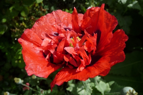 Papaver