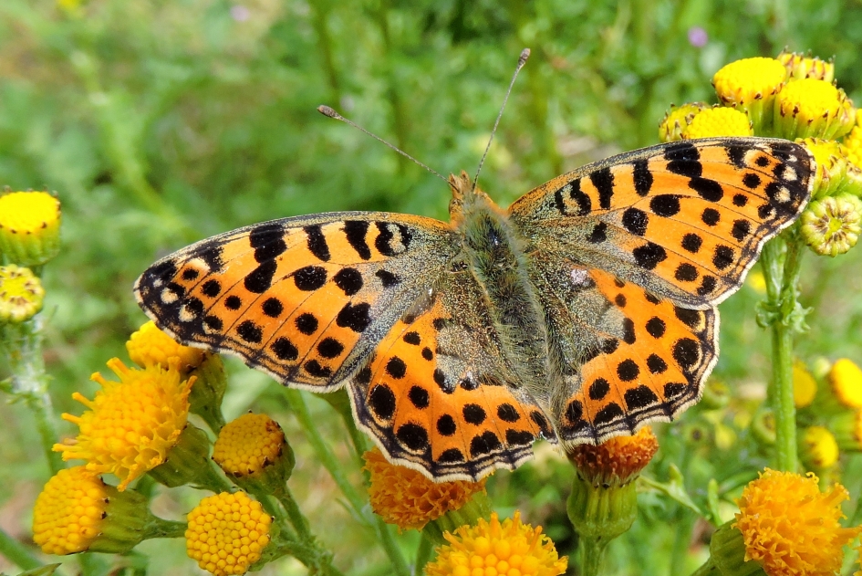 Pareltje - Geleedpotigen - Kleine parelmoervlinder