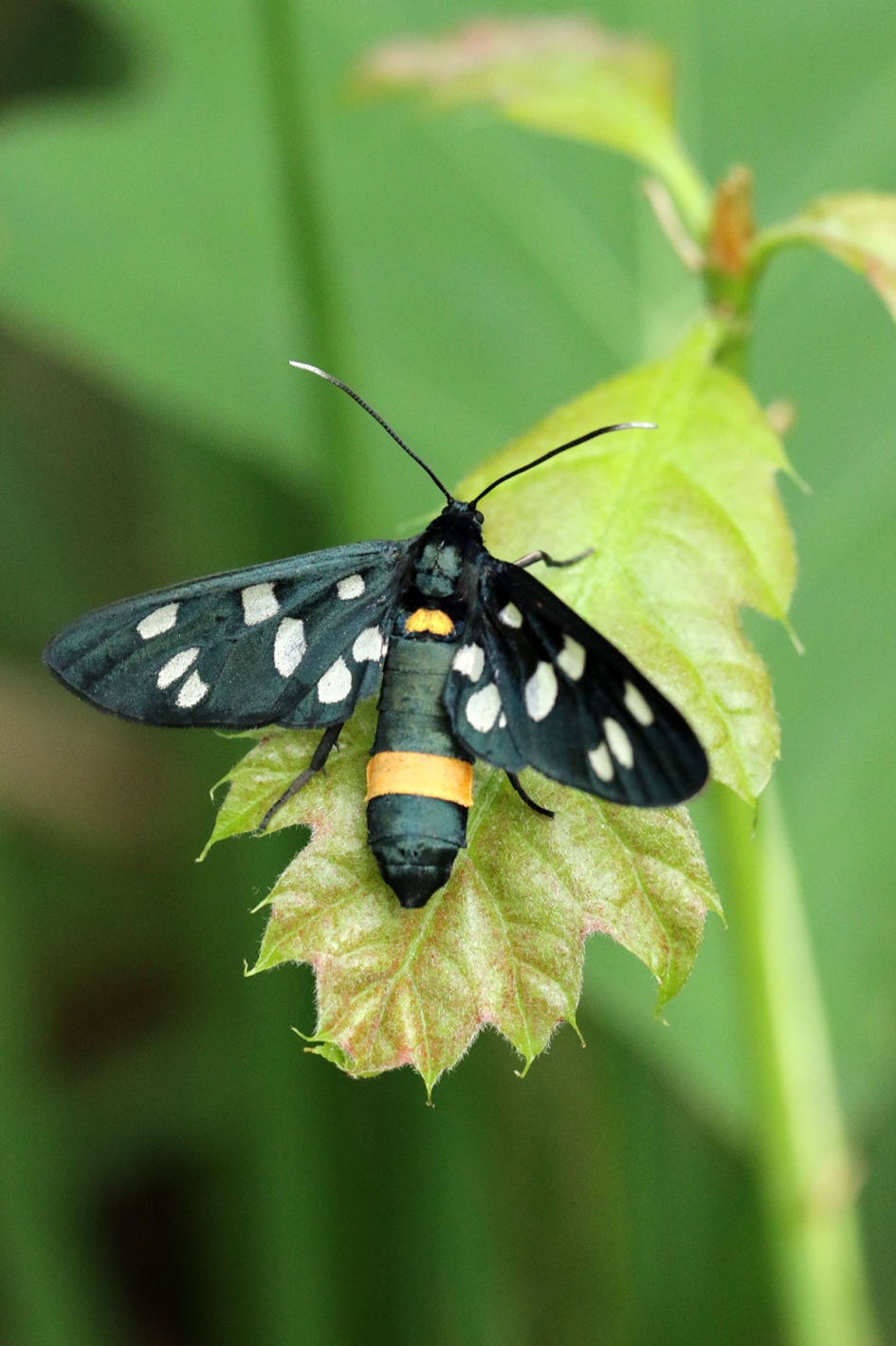 Phegea vlinder - Geleedpotigen - Phegea vlinder