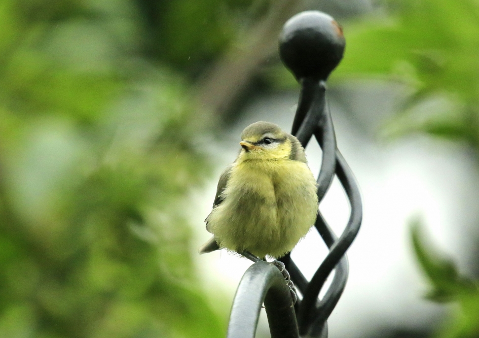 pimpelmeesje - Vogels - 