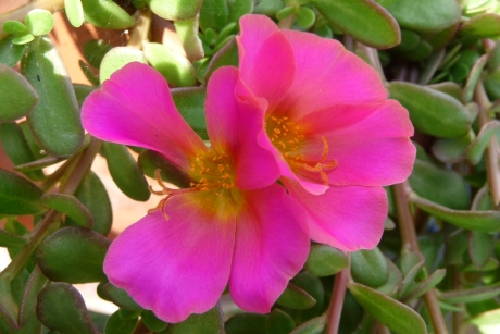 Portulaca
