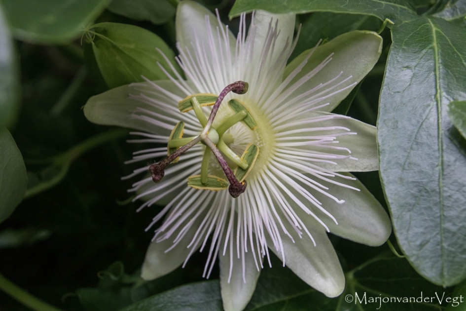 Pure passie - Planten - Passiebloem
