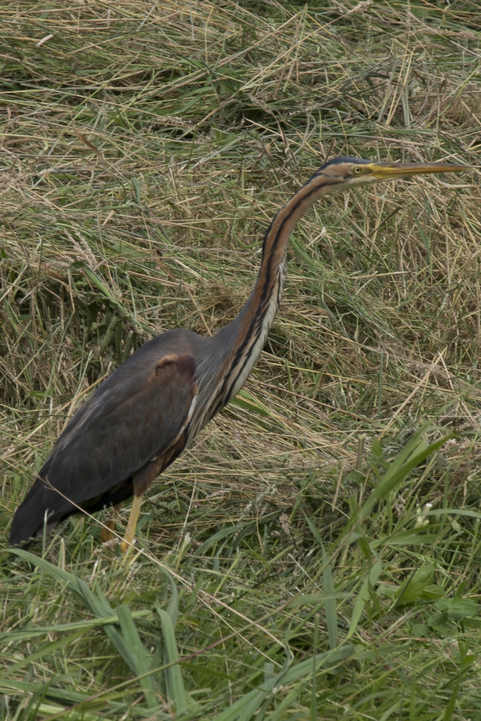 Purperreiger - Vogels - Purperreiger