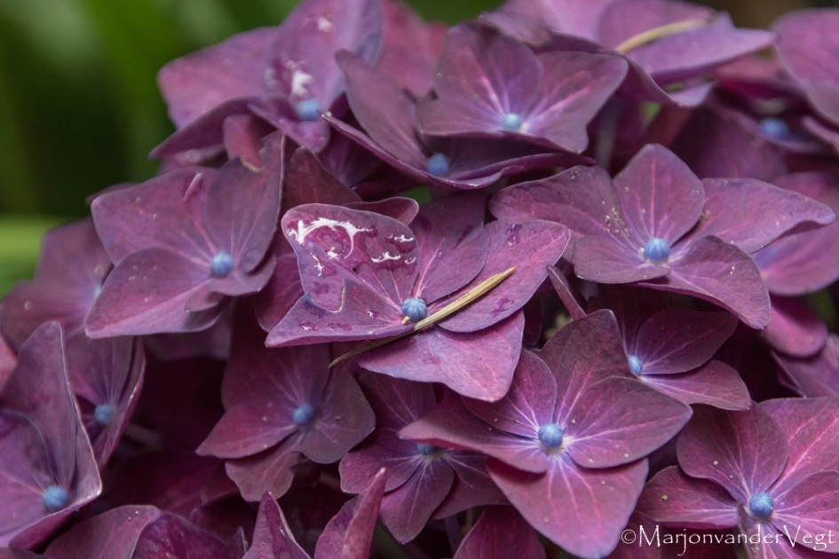 Purple - Planten - hortensia