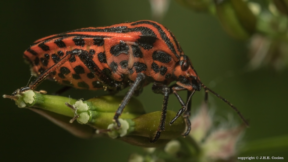 Pyjamawants - Geleedpotigen - Pyjamawants