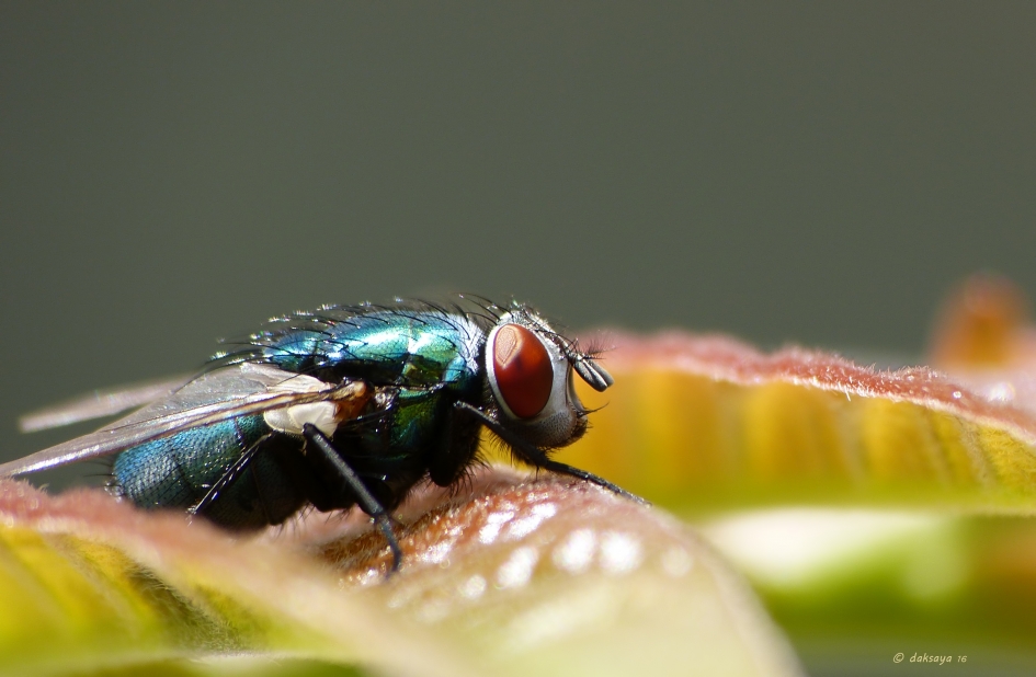 Red eye - Geleedpotigen - Groene vlieg