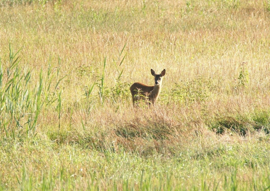 Ree - Zoogdieren - Ree