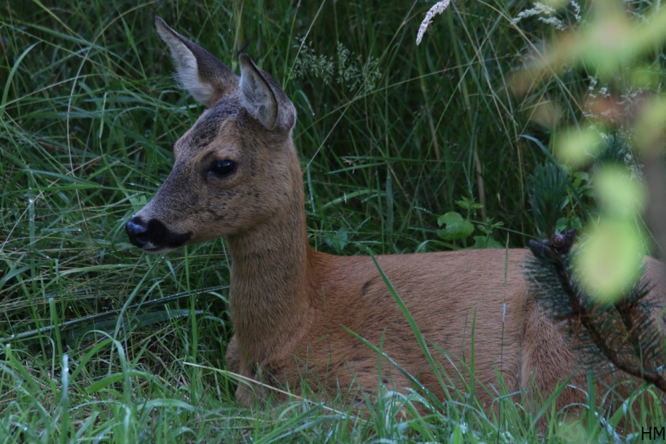 Reegeit - Zoogdieren - Reegeit
