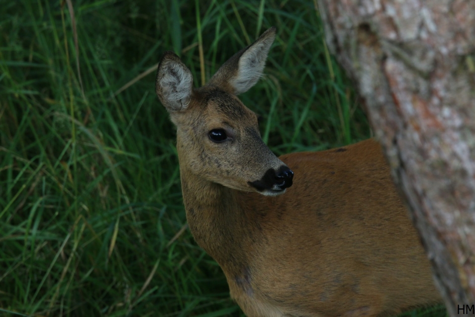 Reegeit - Zoogdieren - Reegeit