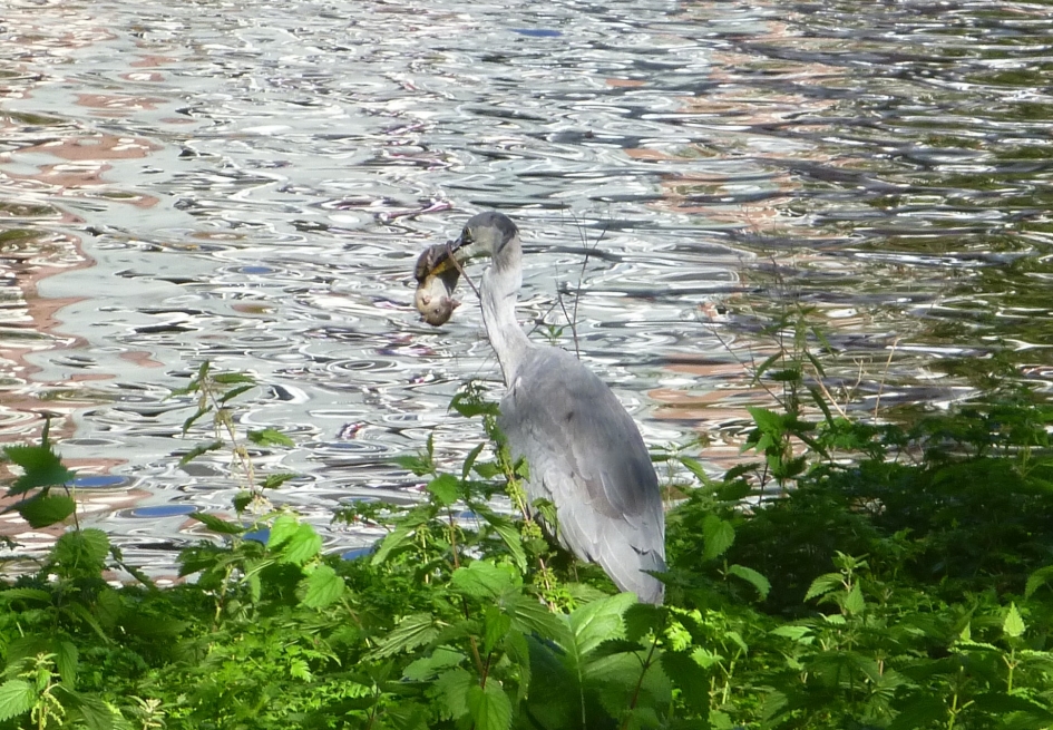 Reiger - Vogels - Reiger