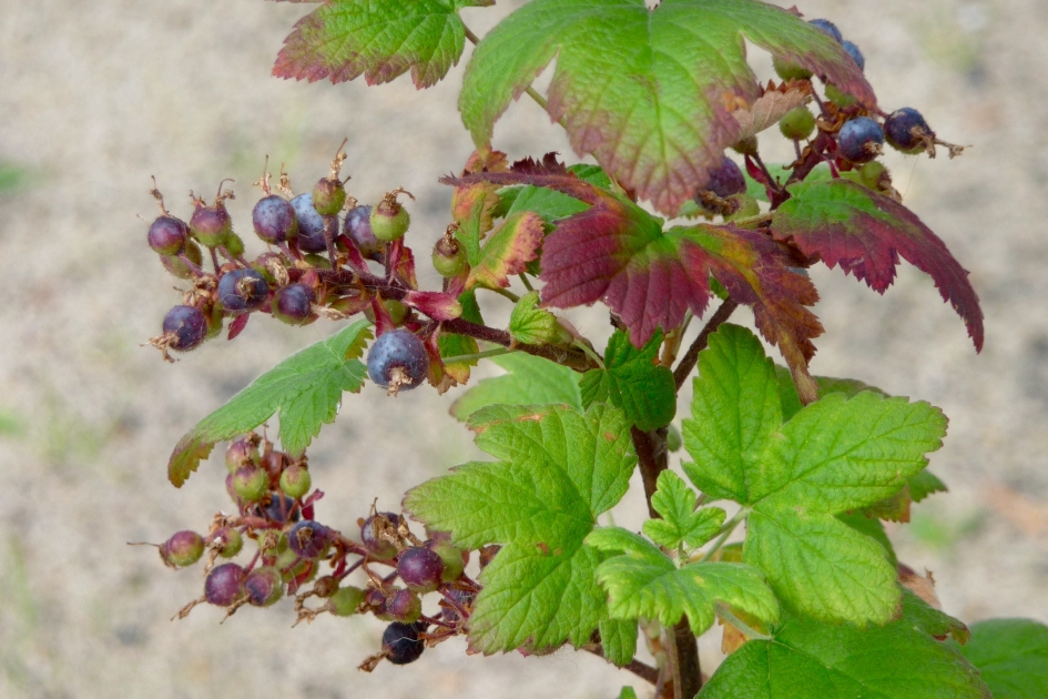 Ribes - Planten - 