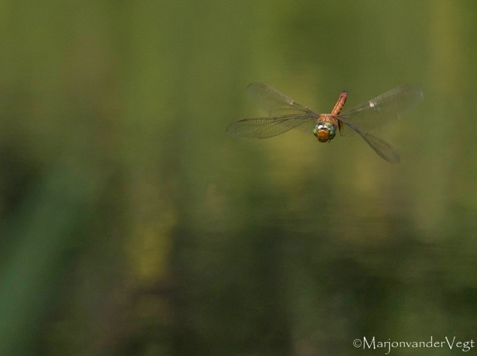 Rode heidelibel - Geleedpotigen - Rode heidelibel