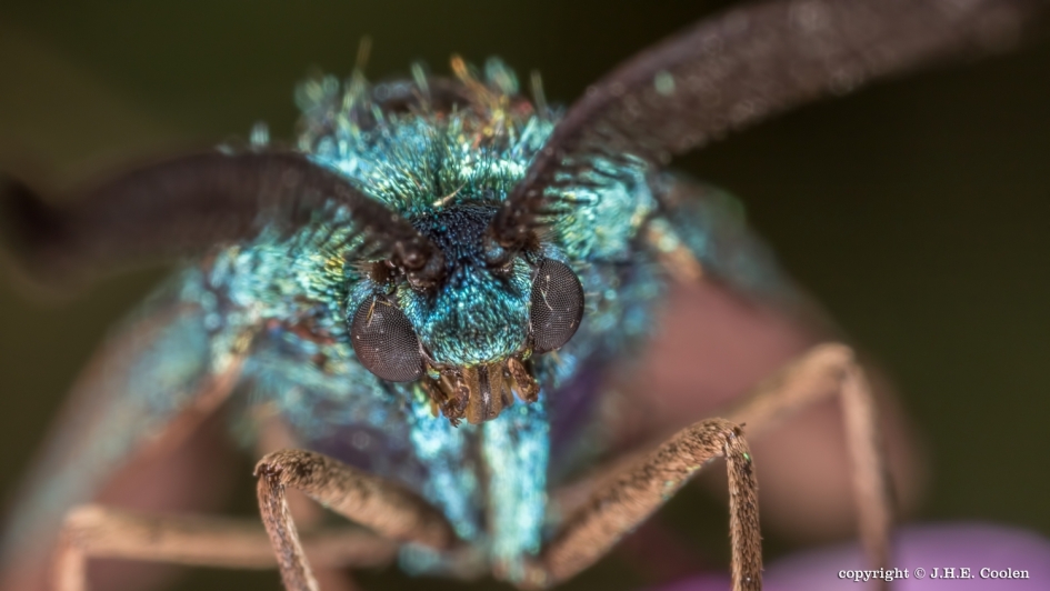 Roltong - Geleedpotigen - Metaalvlinder / Standkruidvlinder
