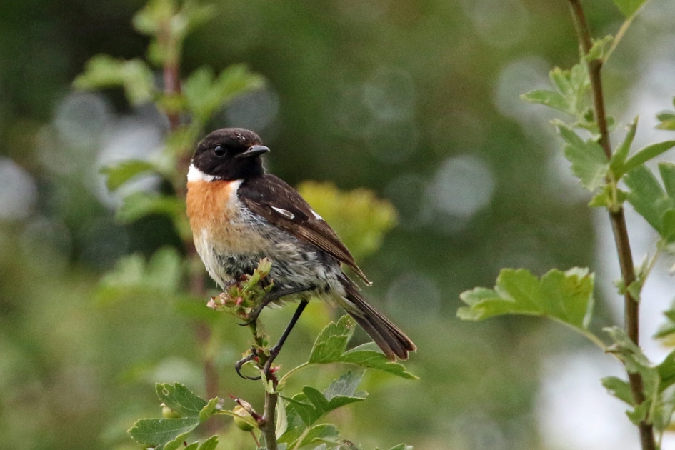 Roodborsttapuit - Vogels - 