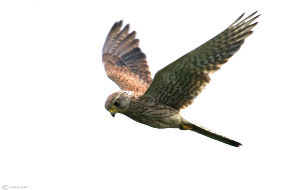 roofvogel - Vogels - 