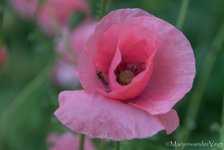 Roze papaver