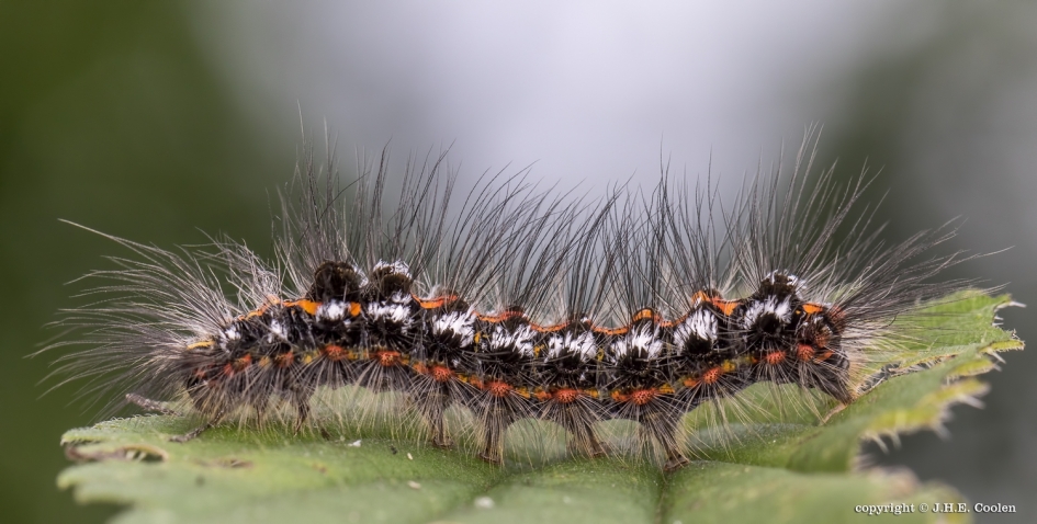 Rups van.... - Geleedpotigen - Donsvlinder