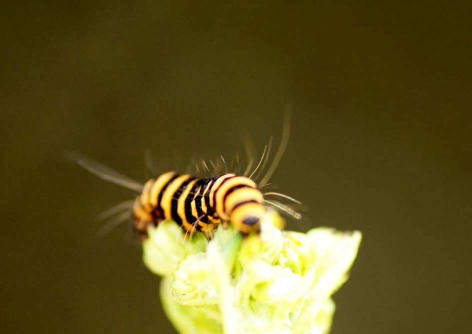 Rups van jacops vlinder - Geleedpotigen - 