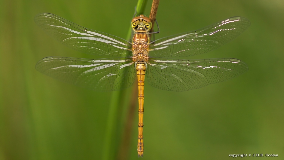 Rust - Geleedpotigen - Heidelibel