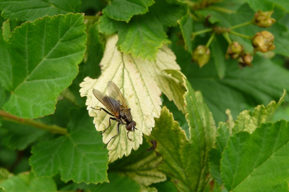 Zo val ik goed op! - Geleedpotigen - 