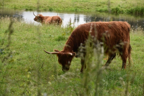 Schotse hooglanders