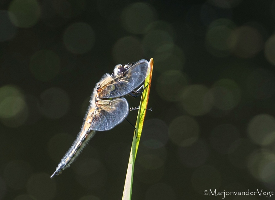 Shy Dragonfly - Geleedpotigen - Libelle