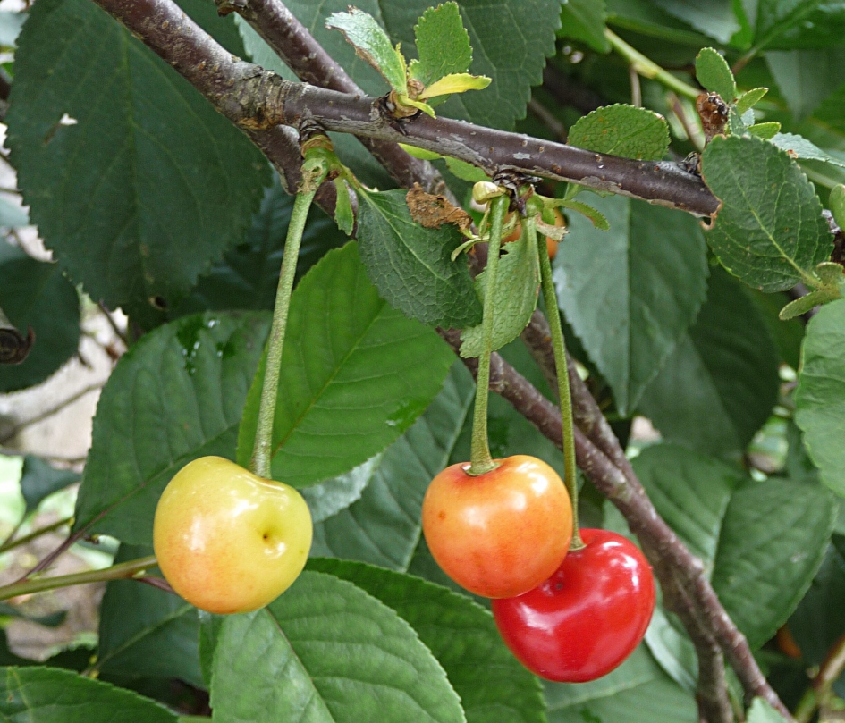 Sierkersen - Planten - 