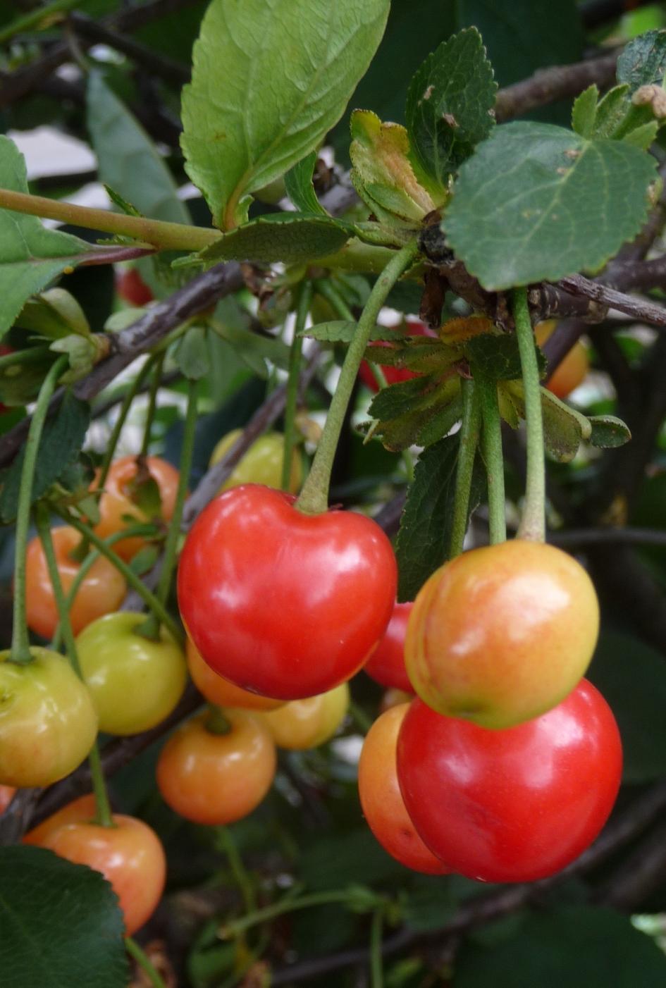 Sierkersen - Planten - 