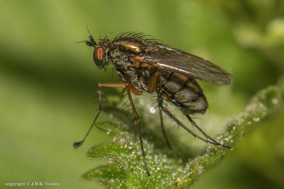 Slankpootvlieg - Geleedpotigen - Slankpootvlieg