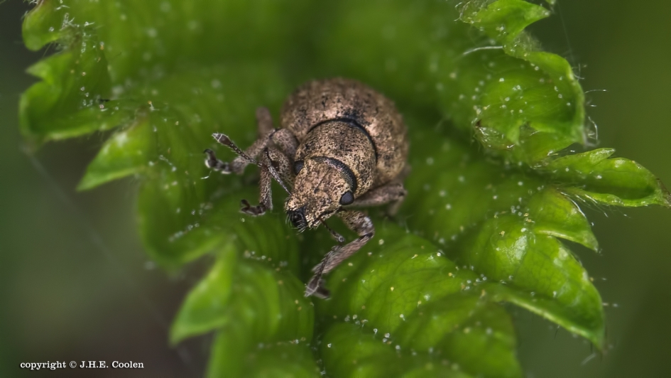 Snuitkever - Geleedpotigen - 