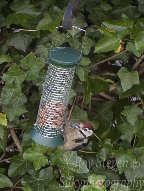 specht in de tuin