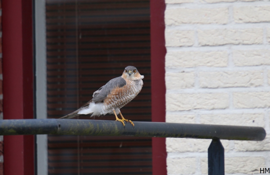 Sperwer man - Vogels - Sperwer