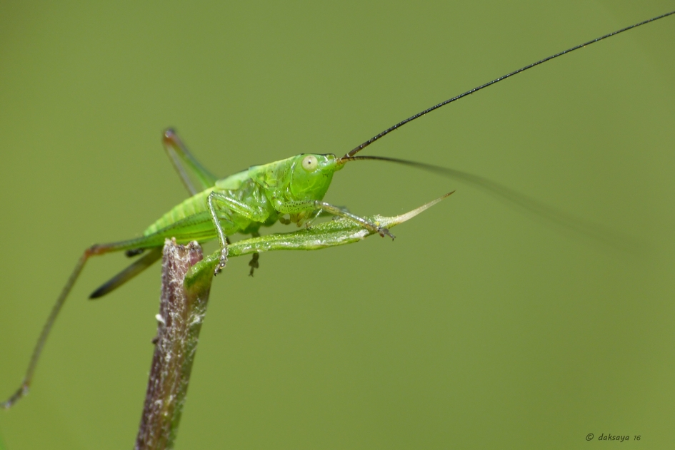 Spitskopje - Geleedpotigen - 