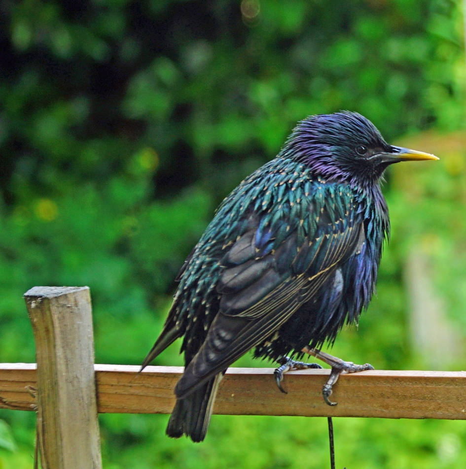 spreeuw voor het keukenraam - Vogels - spreeuw