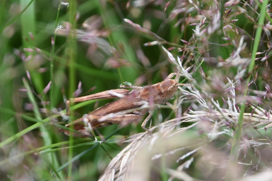 Sprinkhaan? - Geleedpotigen - 