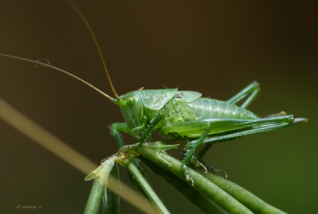 Sprinkhaan