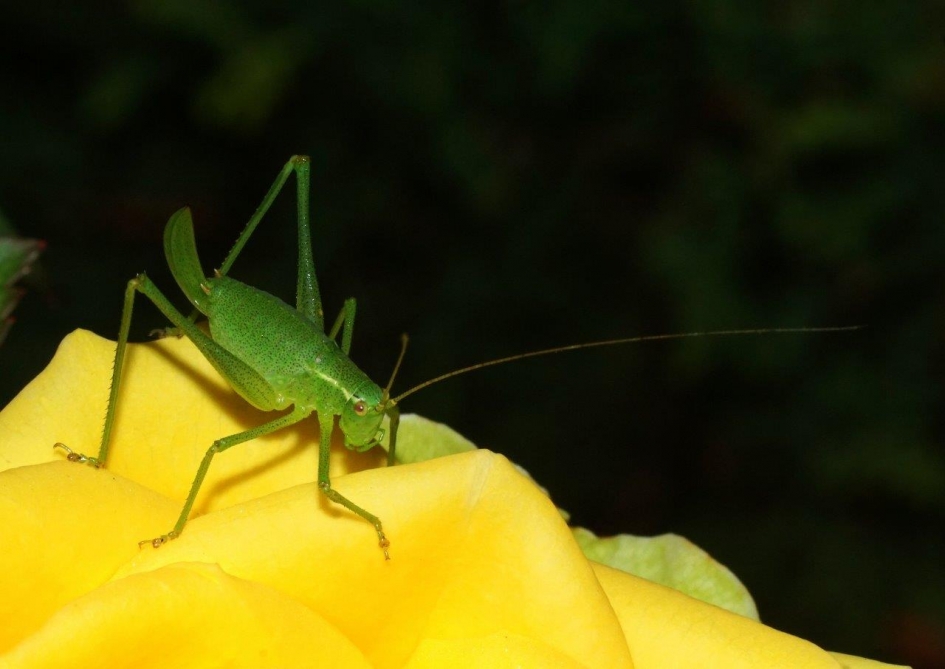 Sprinkhaan - Geleedpotigen - Sprinkhaan