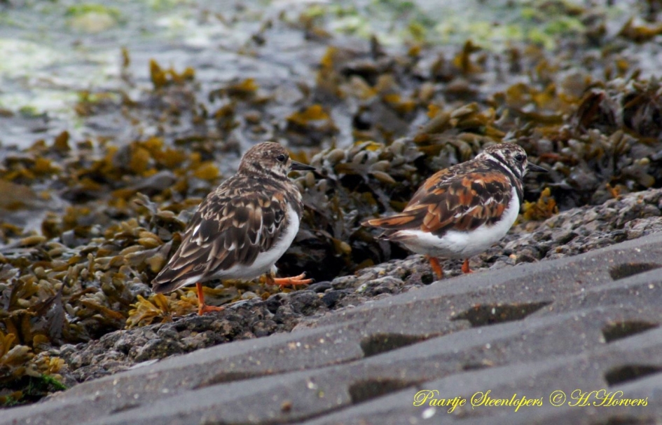 Steenlopers (paartje) - Vogels - Steenlopers