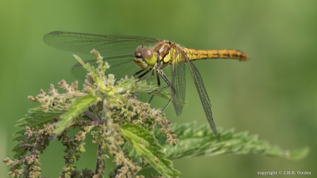 Steenrode heidelibel