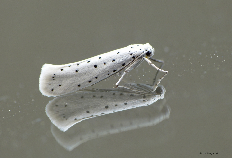 Stippelmot - Geleedpotigen - Stippelmot