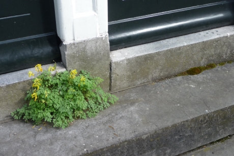 Stoep van studentenhuis