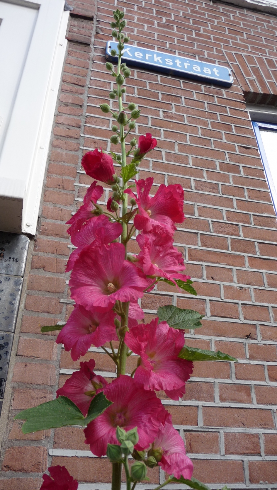 Stokroos - Planten - 