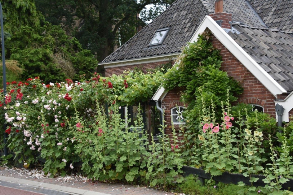 Stokrozen - Planten - 