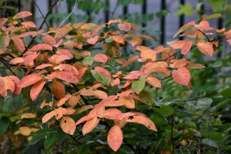 Struiken kleuren al...